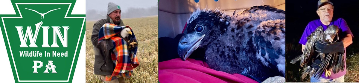 Wildlife in Need