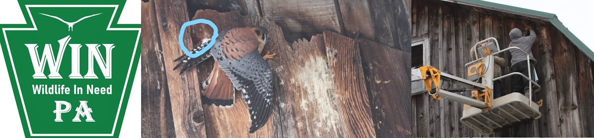 Wildlife in Need