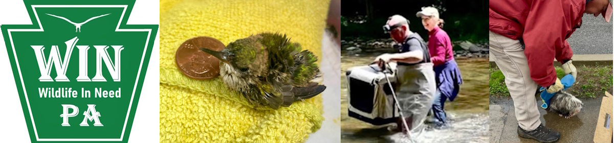 Wildlife in Need