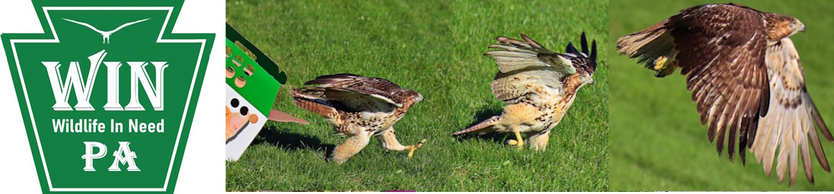 Wildlife in Need