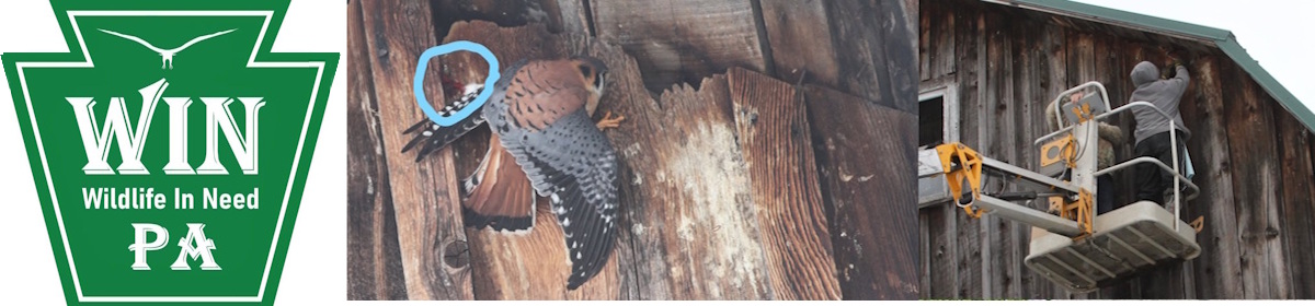 Wildlife in Need